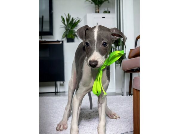 [#5400] Blue / White Male Italian Greyhound Puppies for Sale