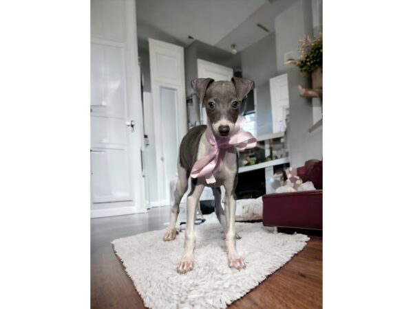 [#5399] Blue / White Female Italian Greyhound Puppies for Sale