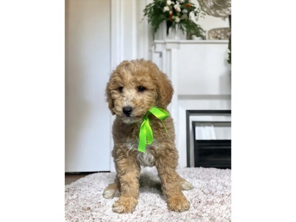 [#5398] rd/white markings Male Bichapoo Puppies for Sale