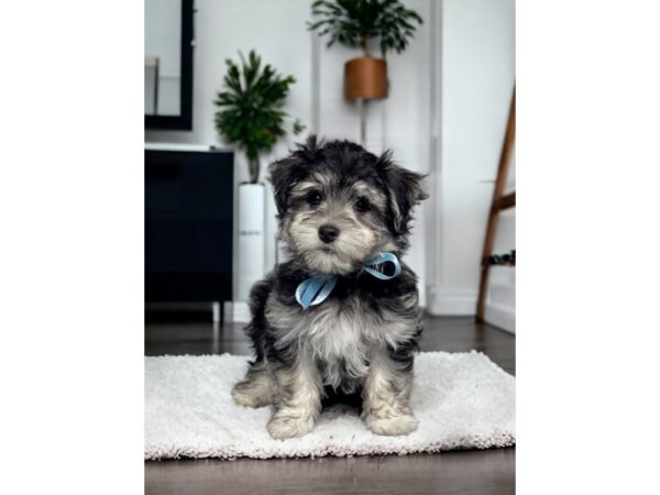 [#5396] Black Male Havanese Puppies for Sale