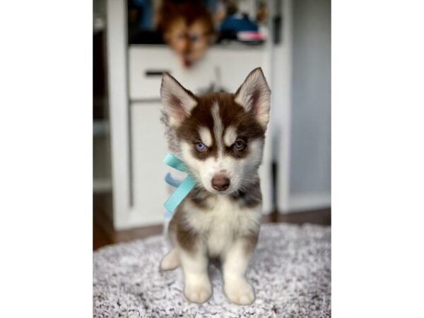 [#5408] Red / White Male Siberian Husky Puppies for Sale