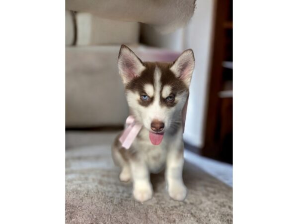 [#5407] Red / White Female Siberian Husky Puppies for Sale