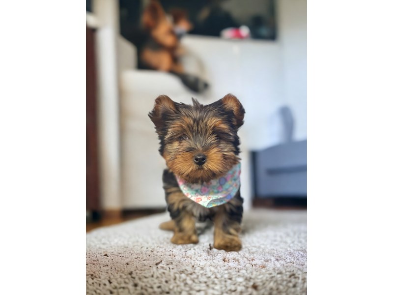 Yorkshire Terrier Puppies For Sale Petland Knoxville, Tennessee
