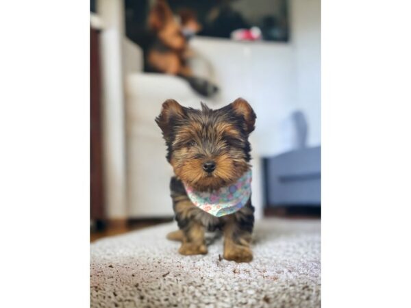 [#5412] Black / Tan Female Yorkshire Terrier Puppies for Sale