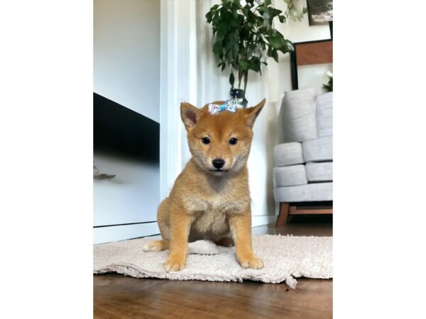 [#5347] Red / White Female Shiba Inu Puppies for Sale