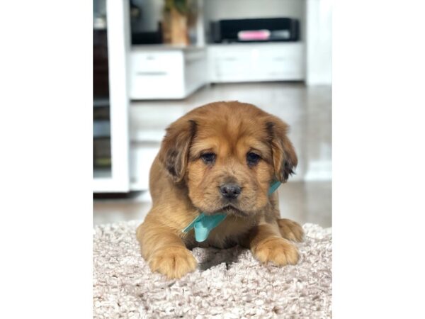 [#5317] Red Merle Male Mini Hippo Puppies for Sale
