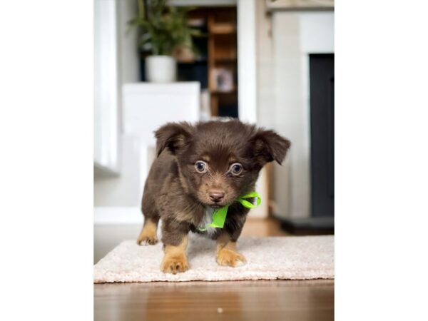 [#5320] Chocolate / Tan Male Chihuahua Puppies for Sale