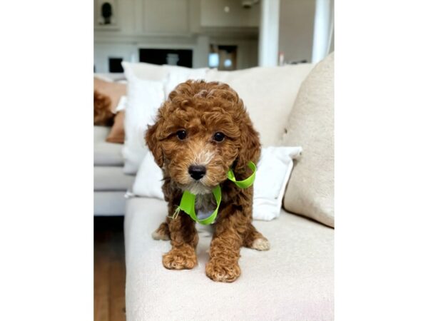 [#5324] Red / White Male Mini Poodle Puppies for Sale