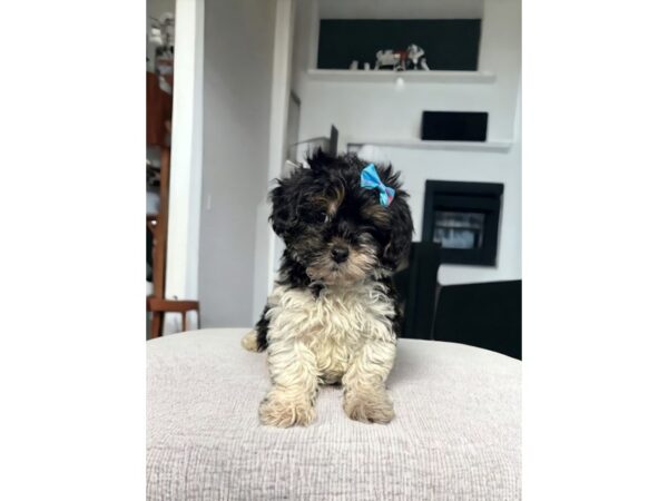 [#5328] Black / White Male Havapoo Puppies for Sale