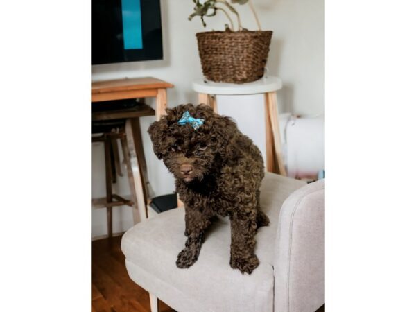 [#5332] Chocolate Male Mini Poodle Puppies for Sale