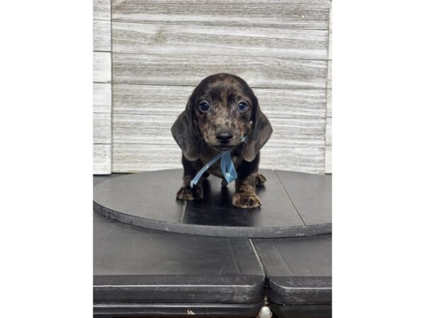 [#5414] Blue Dapple Male Dachshund Puppies for Sale