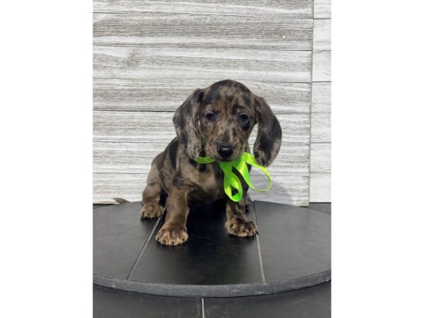 [#5416] DPPL Male Dachshund Puppies for Sale