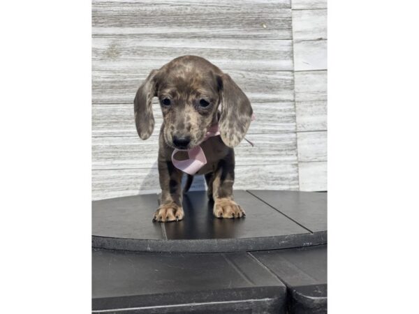 [#5415] Blue Female Dachshund Puppies for Sale