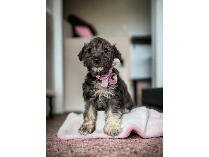 Miniature Schnauzer Puppies For Sale Petland Knoxville, Tennessee