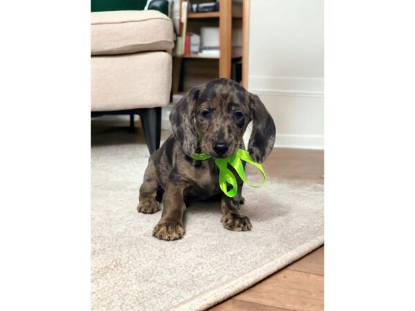 [#5416] DPPL Male Dachshund Puppies for Sale