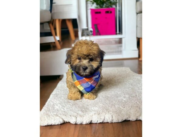 [#5417] Gold Male ShizaPoo Puppies for Sale