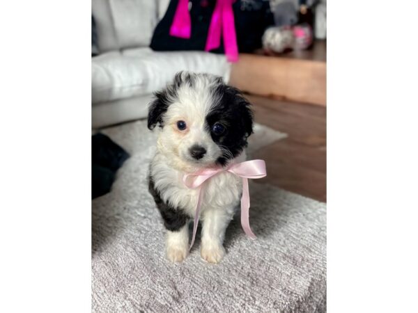 [#5420] Black Female Aussiedoodle Mini Puppies for Sale