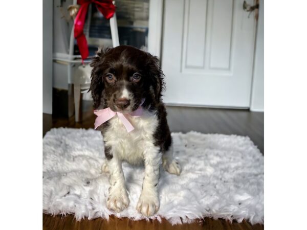 [#5422] Chocolate / White Female Springadoodle Puppies for Sale