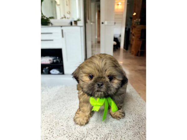 [#5423] Gold Male Shih Tzu Puppies for Sale