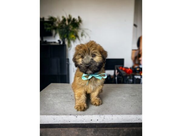 [#5425] Wheaten Male Soft Coated Wheaten Terrier Puppies for Sale