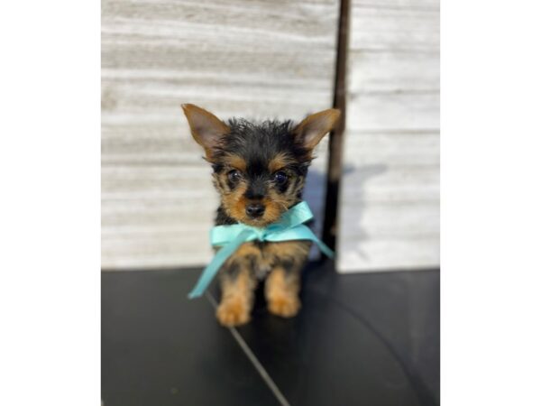 [#5426] Black / Tan Male Yorkshire Terrier Puppies for Sale