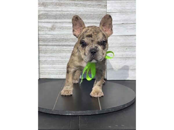 [#5433] Blue Merle Male French Bulldog Puppies for Sale