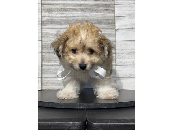 [#5429] Sable / White Male Havachon Puppies for Sale