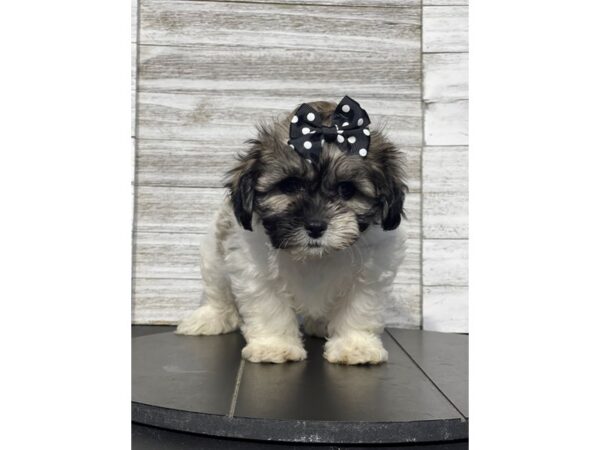 [#5430] Brown / White Female Teddy Bear Puppies for Sale