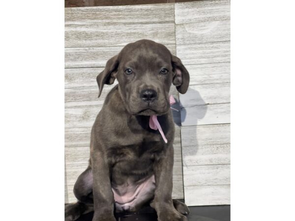 [#5434] brndl Female Cane Corso Puppies for Sale