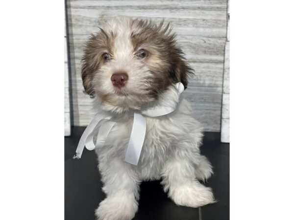[#5427] Chocolate / White Male Havanese Puppies for Sale