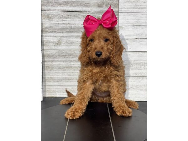 [#5428] Red Female Cavapoo F1 Puppies for Sale