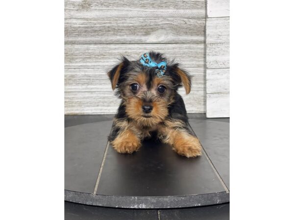 [#5437] blk tn Female Yorkshire Terrier Puppies for Sale