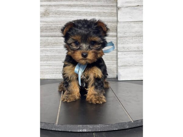 [#5436] blk tn Male Yorkshire Terrier Puppies for Sale