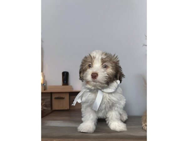 [#5427] Chocolate / White Male Havanese Puppies for Sale