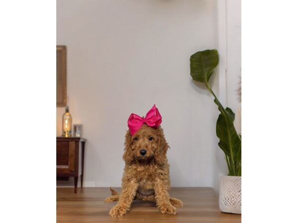 [#5428] Red Female Cavapoo F1 Puppies for Sale