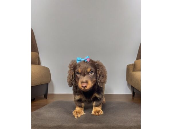 [#5431] Chocolate / Tan Female Dachshund Puppies for Sale