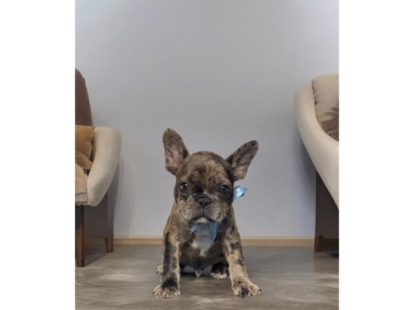 [#5432] Blue Merle Male French Bulldog Puppies for Sale