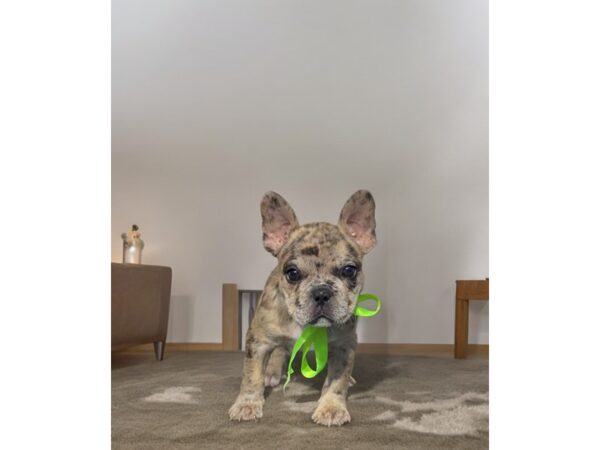 [#5433] Blue Merle Male French Bulldog Puppies for Sale