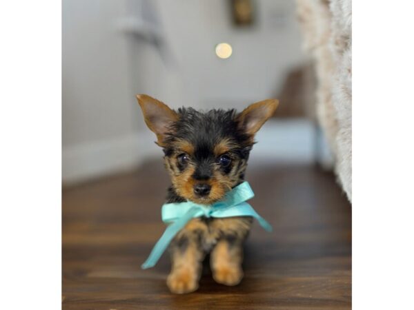 [#5426] Black / Tan Male Yorkshire Terrier Puppies for Sale