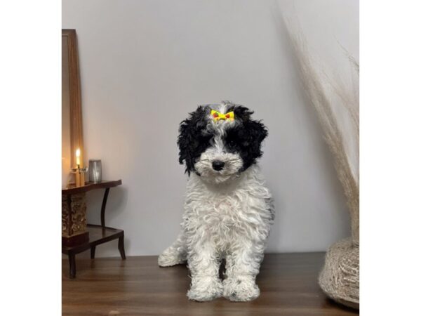 [#5435] wht blk Female Schnoodle Puppies for Sale