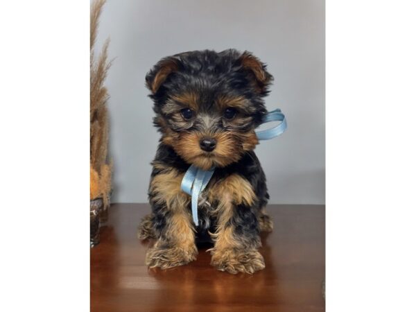 [#5436] blk tn Male Yorkshire Terrier Puppies for Sale