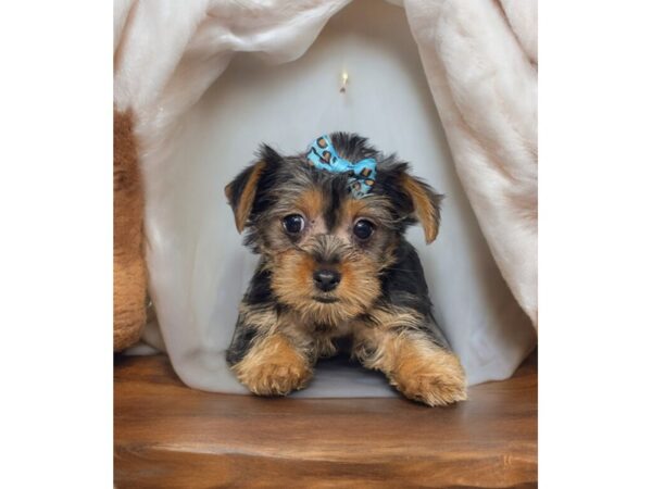 [#5437] blk tn Female Yorkshire Terrier Puppies for Sale