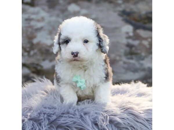 [#5459] White Male Sheepadoodle Mini 2nd Gen Puppies for Sale