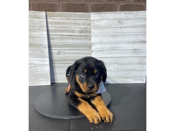 [#5456] blk & tan Female Rottweiler Puppies for Sale