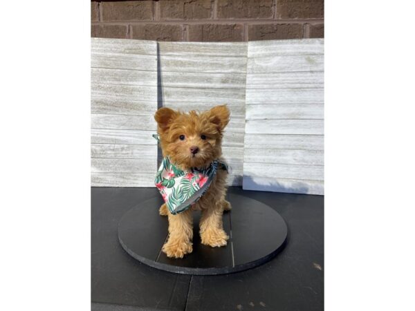 [#5453] red Male Pomapoo Puppies for Sale