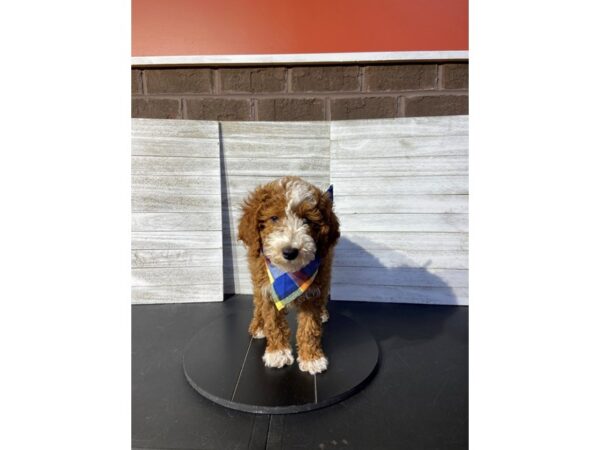 [#5454] red & wh mkgs Male Poodle Puppies for Sale