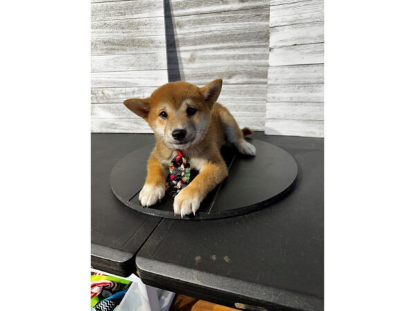 [#5457] red sesme & wh mkgs Male Shiba Inu Puppies for Sale