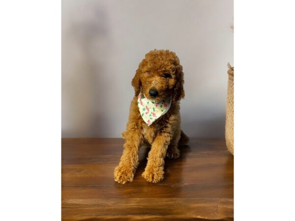 [#5452] Red Female Standard Goldendoodle Puppies for Sale