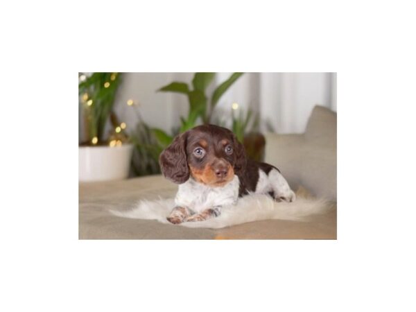 [#5445] chlt & tn / pbld Male Dachshund Puppies for Sale