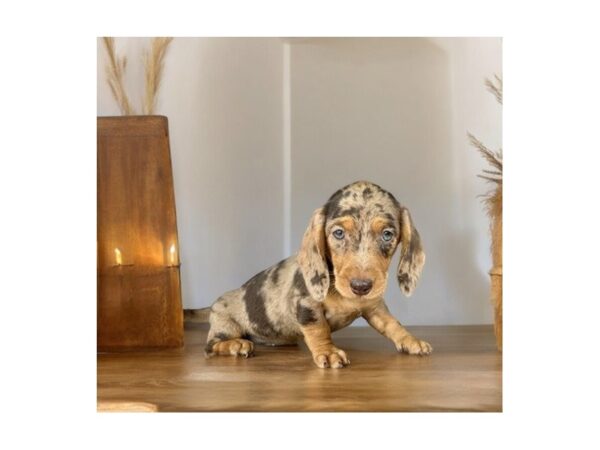 [#5449] chlt dpl Male Dachshund Puppies for Sale